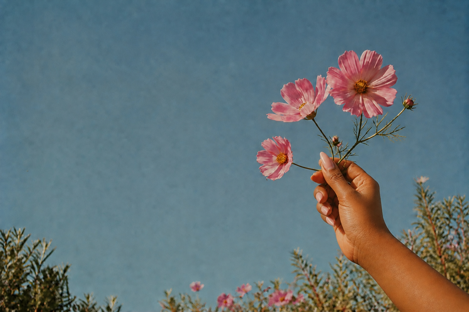A hand holding pink cosmos flowers toward an open blue sky
